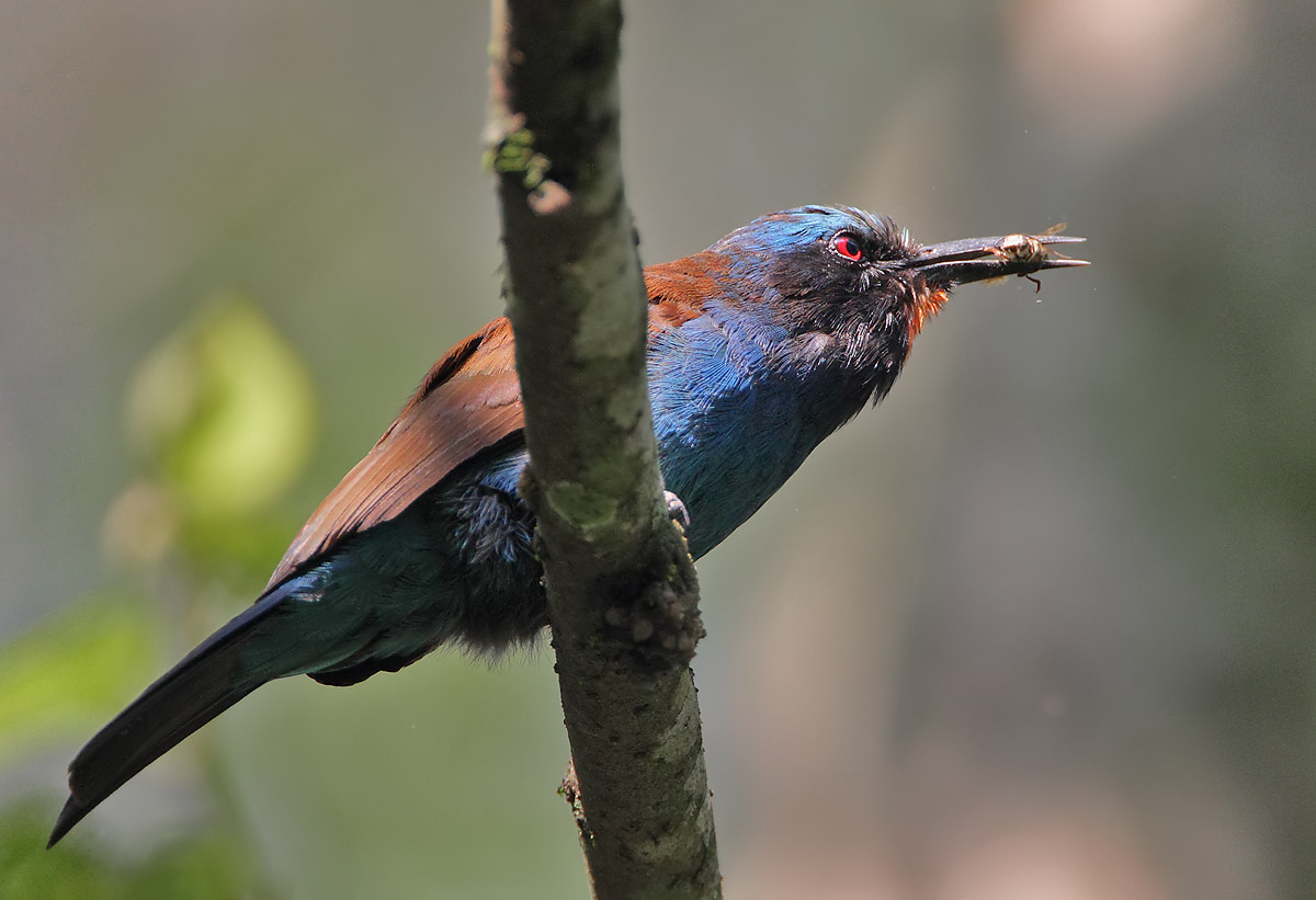 Blue-headed Bee-eater (Merops muelleri)