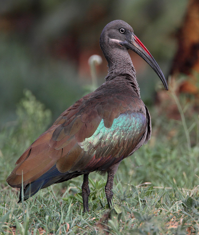Hadada Ibis