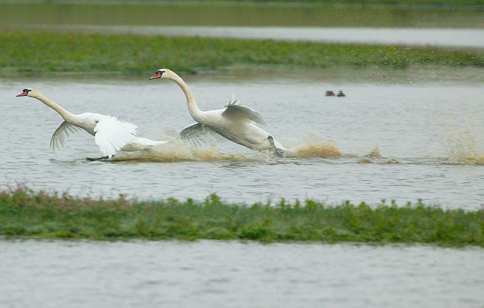 Mute Swans landing