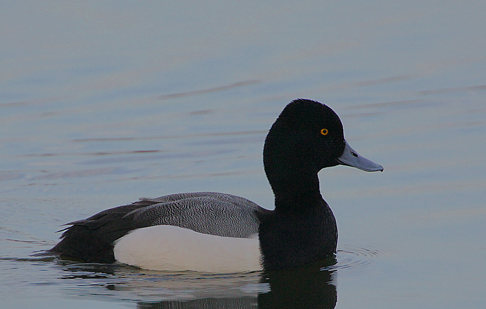 not a Scaup drake