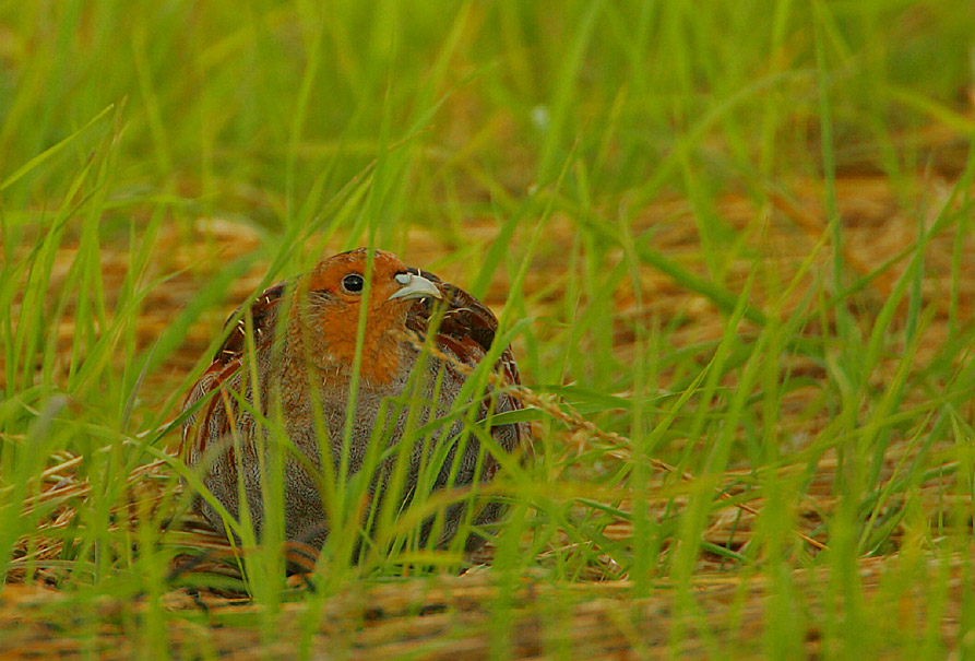 Grey Partridge