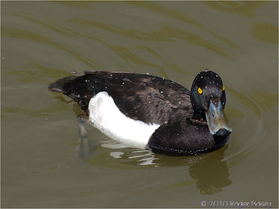 Tufted Duck .