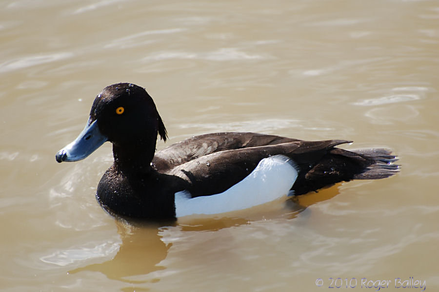 Tufted Duck 