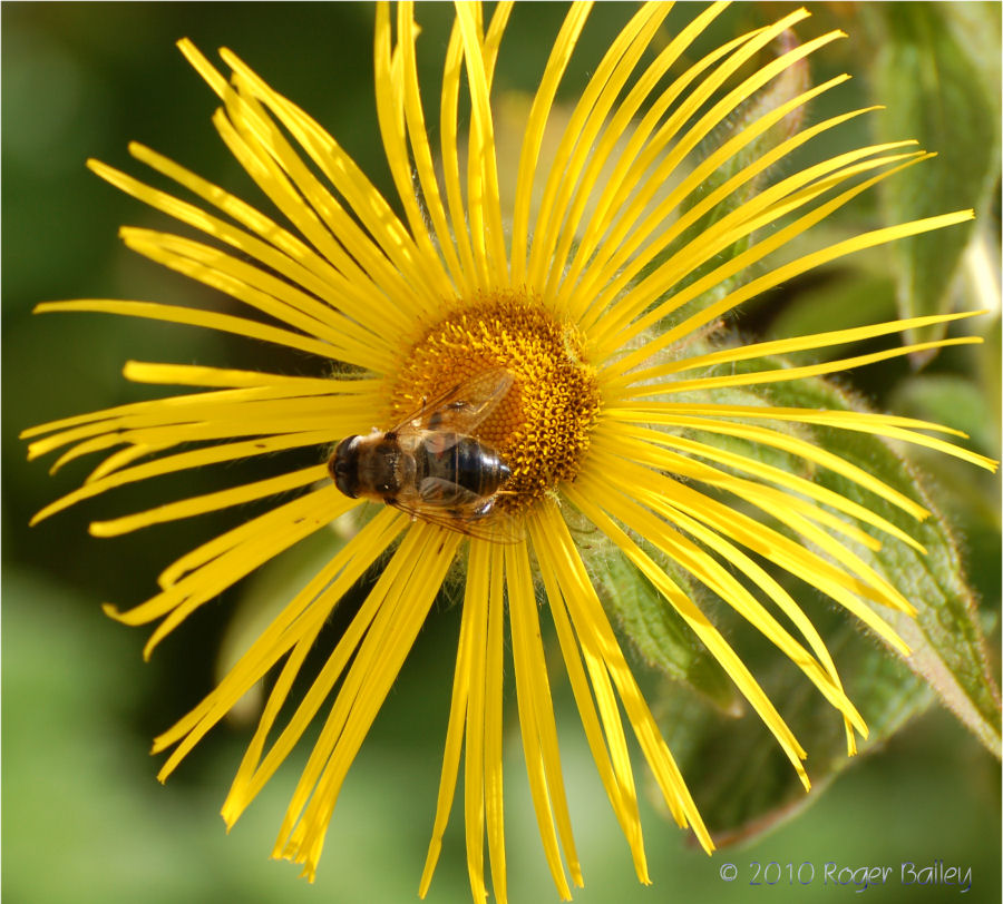 Bee on a flower.