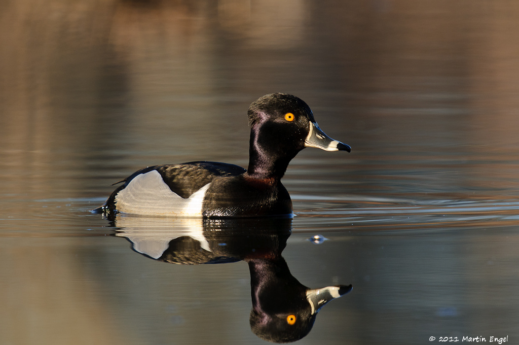 Ring necked Duck