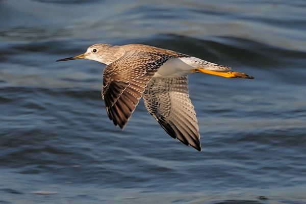 Greater Yellowlegs