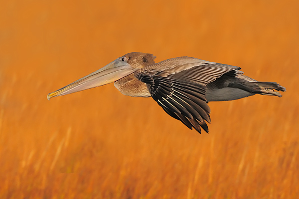 Brown Pelican (Juvenile)