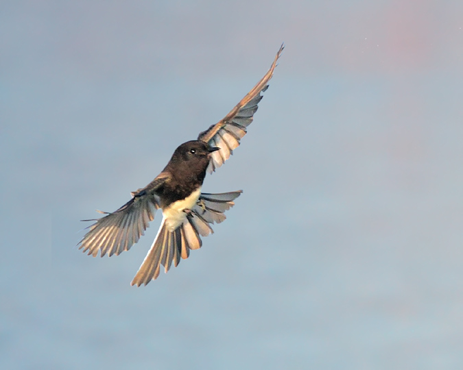 Black Phoebe