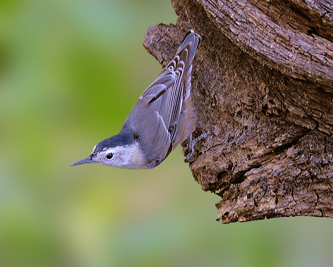 White-breasted Nuthatch