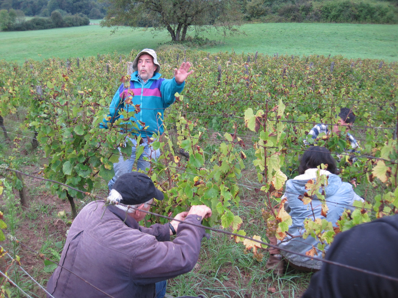 Vendanges Grappe 2012 007.jpg