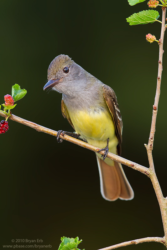 Great-Crested-Flycatcher-IMG_1387.jpg