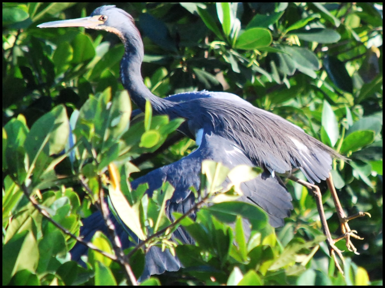             Aigrette bleu