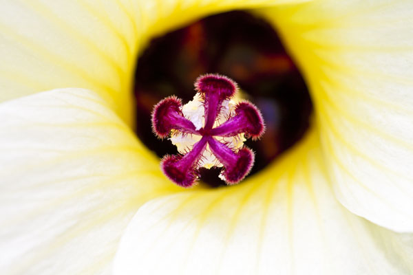 Fig Bloom.jpg
