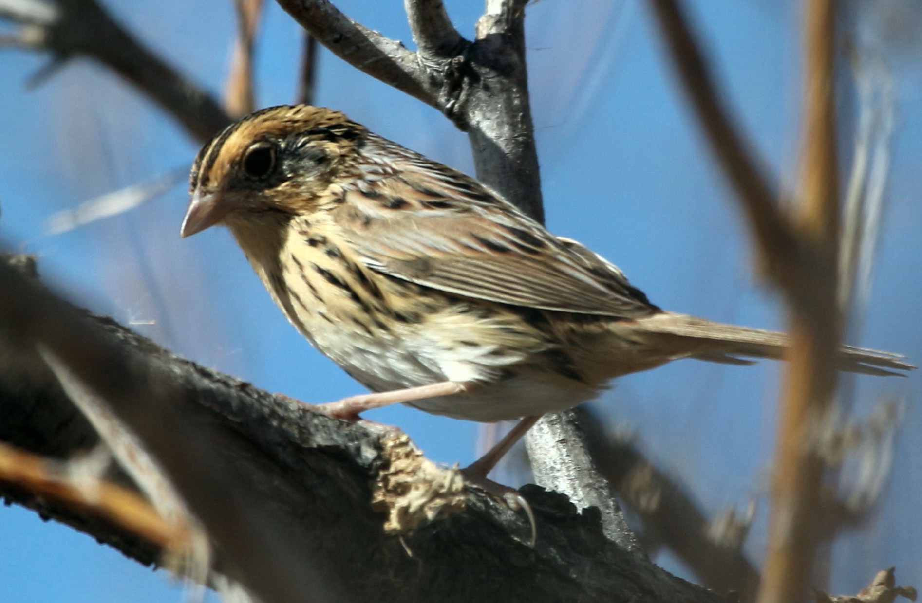 Le Contes Sparrow