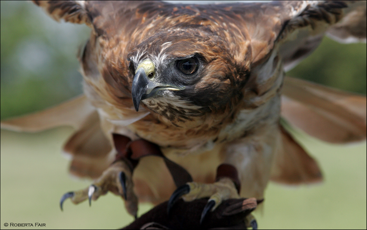 Red Tail Hawk