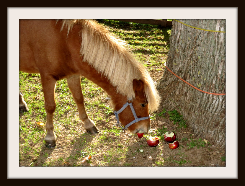 An Apple Treat