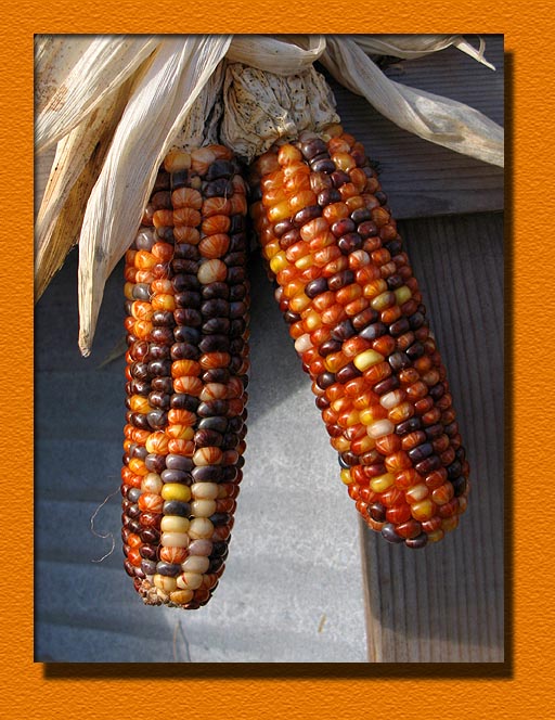 Indian Corn