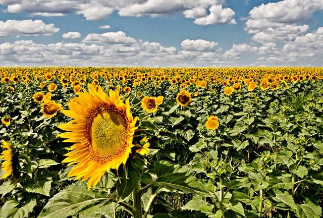 A Few Sunflowers, North Dakota