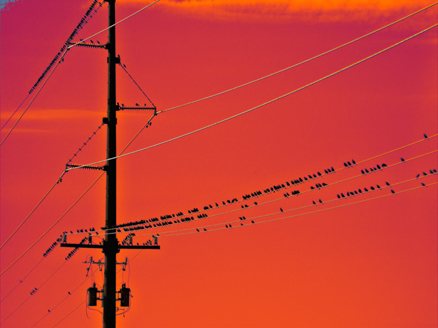 A Few Birds on a Wire, Orange Sky, Montana