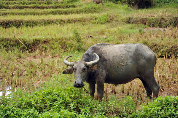 Water Buffalo near the entrance to Kabigan Falls, Ilocos Norte