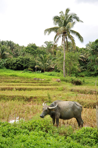 Water Buffalo, Brgy Balaoi, Pagudpud