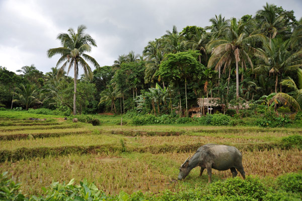 A typical Southeast Asian landscape with a water buffalo, rice paddies, palm trees and thatched huts