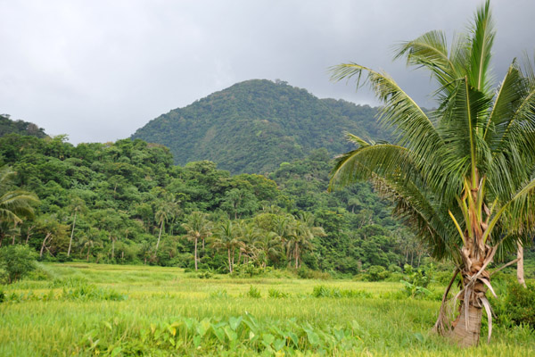 Rice fields and a palm along the trail to Kabigan Falls