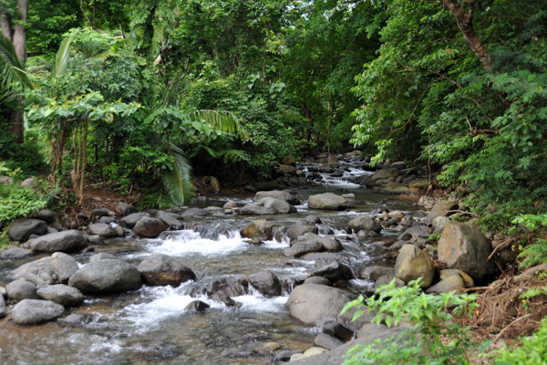 River emerging from the jungle