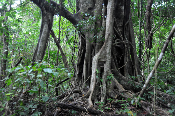 Tree in the jungle along the Kabigan Falls trail