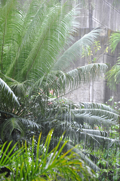 Pouring rain, Batac