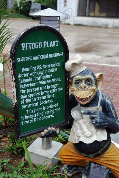 Plaque with details on the Pitogo Plant (Cycas wadei)