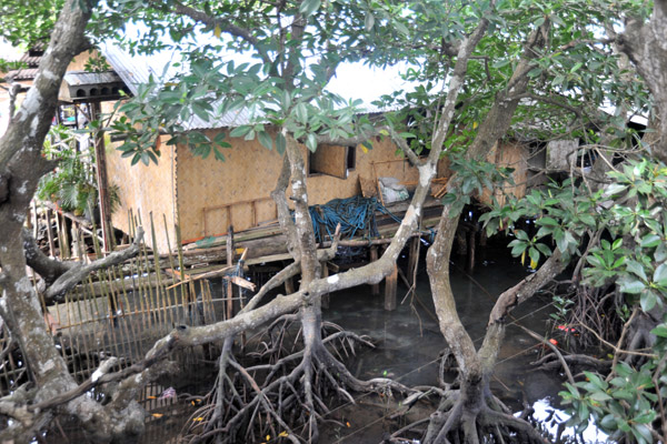 The deck is built among the mangroves