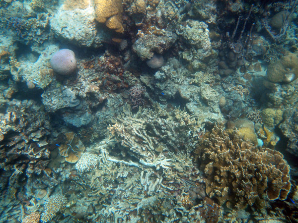 Reef under the boat in the cove