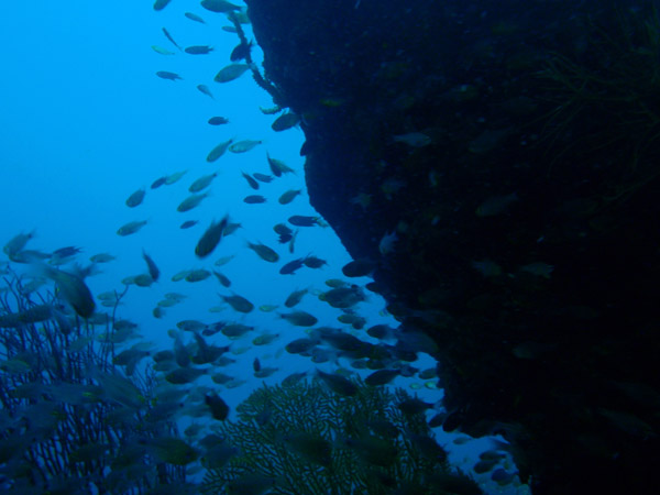 Wreck of the Kogyo Maru