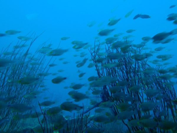 Fish and whip coral, Kogyo Maru