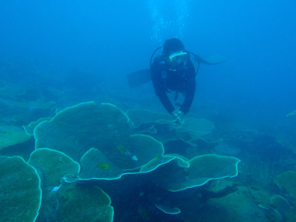 Corals on top of Kogyo Maru at 22m
