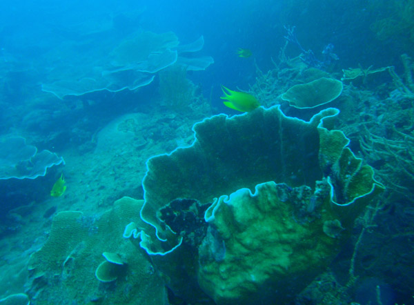 Kogyo Maru wreck