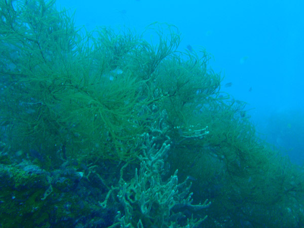 Soft corals on Kogyo Maru