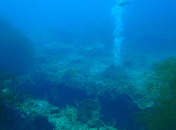 Bubbles rising from a hole in the hull of Kogyo Maru