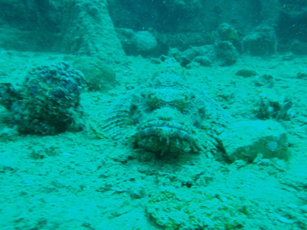 Scorpionfish, Olympia Maru