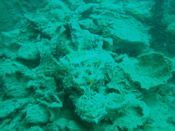 Another scorpionfish, Olympia Maru