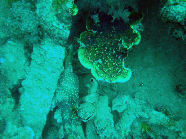 Wreck of Olympia Maru, Coron Bay