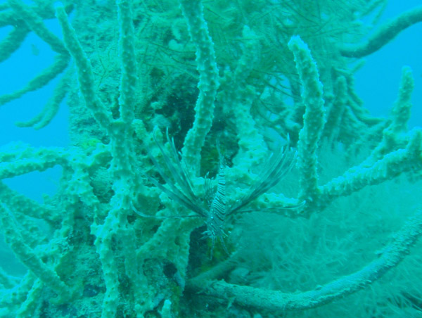 Lionfish, Olympia Maru