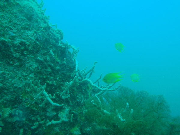 Wreck of Olympia Maru, Coron Bay