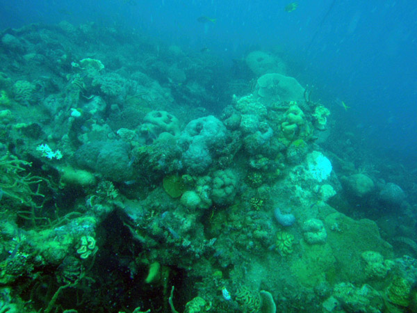 The East Tangat Gunboat is a shallow dive with the top at only 3m