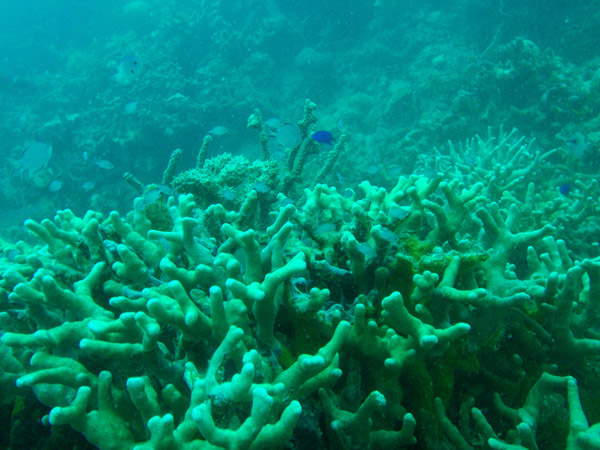 From the bow of the gunboat, the guide led us onto the surrounding reef