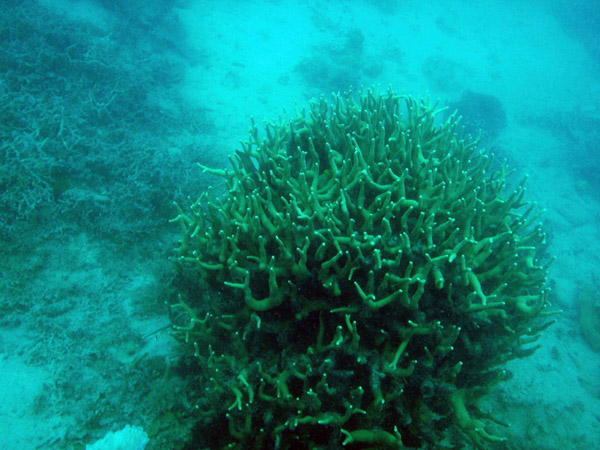 Coral near the East Tangat Gunboat, Coron Bay