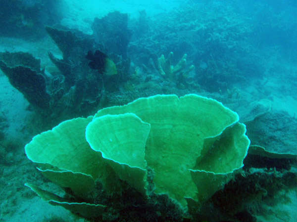 Coral near the East Tangat Gunboat, Coron Bay