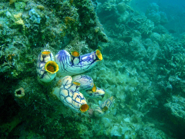 Ascidians (sea squirts) Polycarpa aurata
