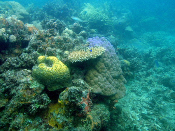 Coral reef off Tangat Island, Coron Bay